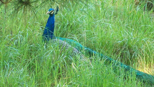 peacock-beside-house