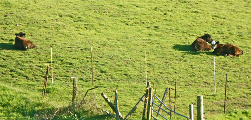 three-cows