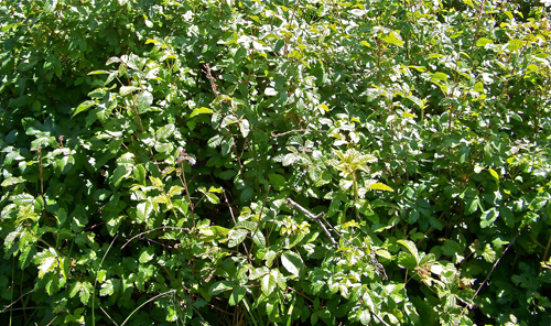 poison-oak-bush