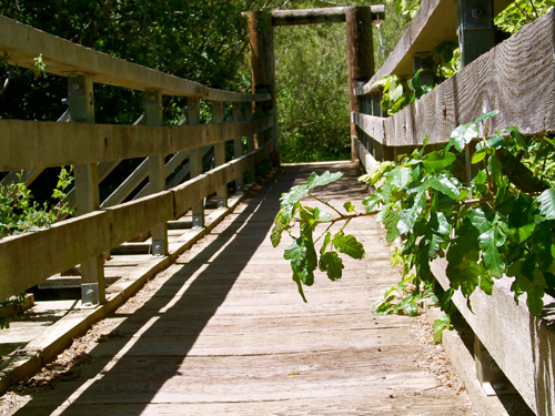 poison-oak-obstructs-bridge