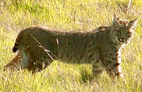 bobcat-looking