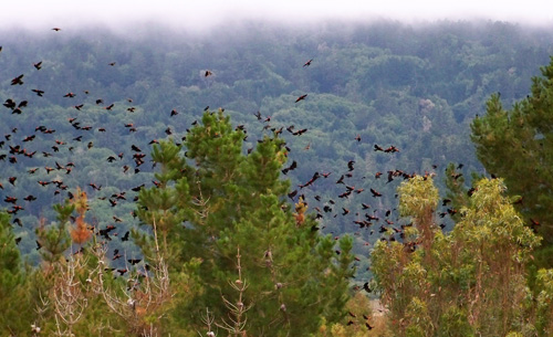 blackbirds in flight