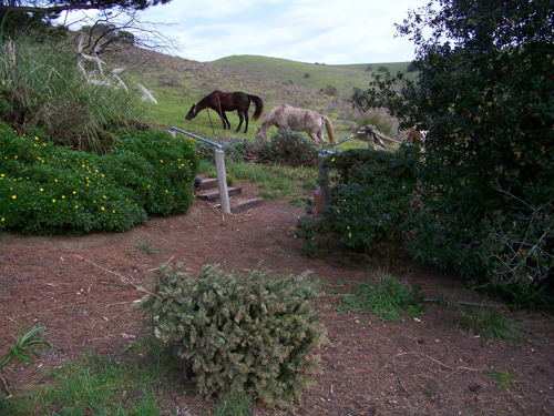 thrown-horses