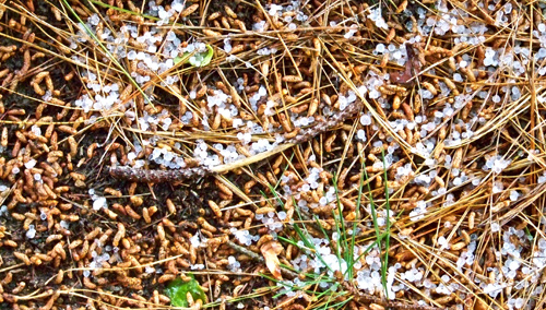 hail