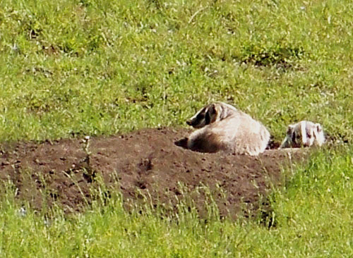 badgers