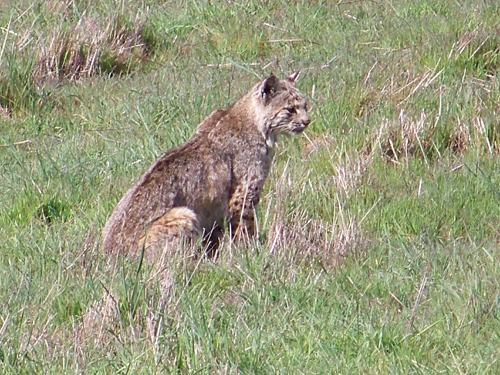 bobcat-seated