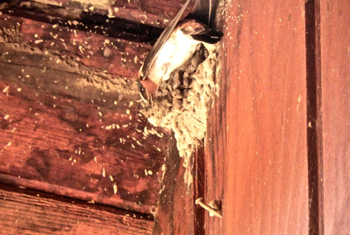 building-nest