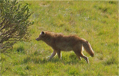 coyote-brush---Version-2