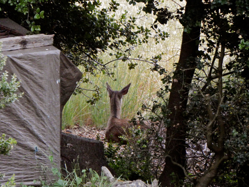 doe-and-woodshed