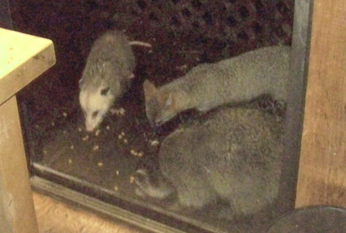 eating-together