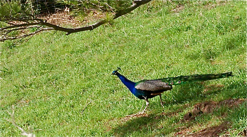 peacock