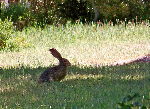poised-rabbit