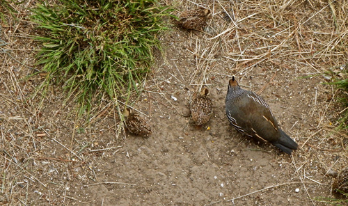 quail-and-4-chicks