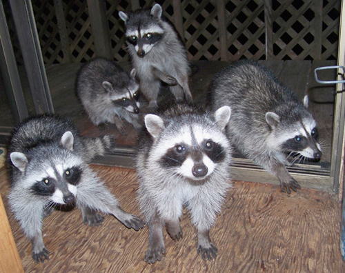 raccoons-at-door