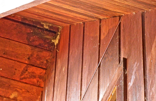 start-of-nest