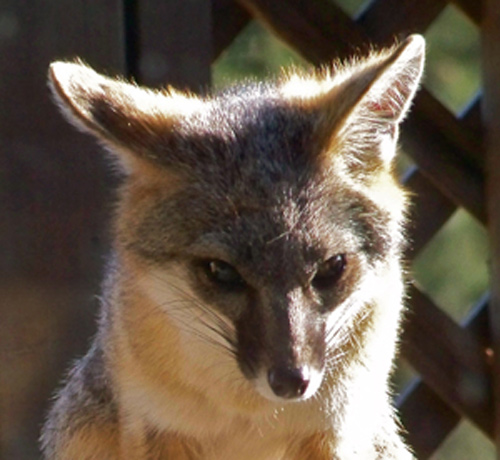 thoughtful-fox