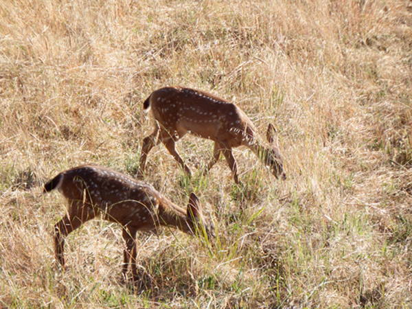 two-deer