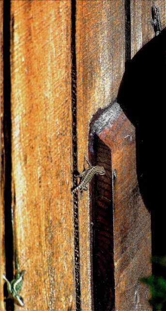 100_2443.jpg 100_2443.jpg