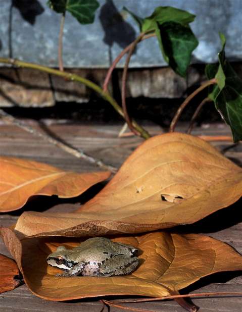 100_2680.jpg 100_2680.jpg