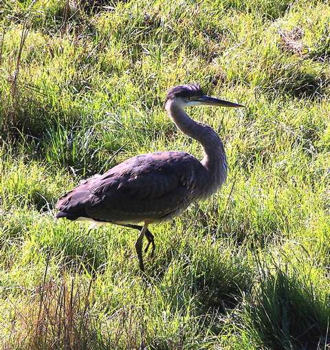 100_1133.jpg 100_1133.jpg