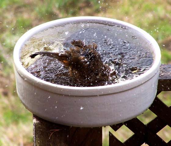 100_2296.jpg 100_2296.jpg