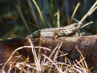 100_5379_11.jpg 100_5379_11.jpg