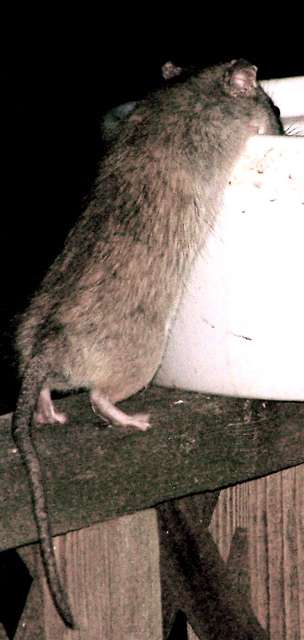 100_4080_1_1_1_1.jpg 100_4080_1_1_1_1.jpg