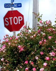 100_7730.jpg 100_7730.jpg