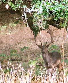 watching-over-the-heard3.jpg watching-over-the-heard3.jpg