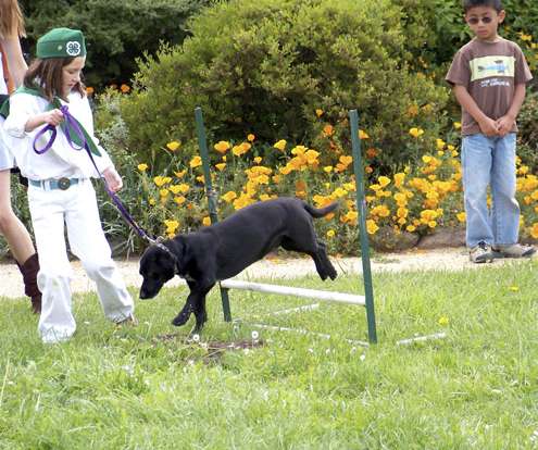 dog-jumps1 dog-jumps1