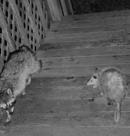 possum-snarls possum-snarls