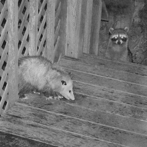 possumcoon-redder5 possumcoon-redder5