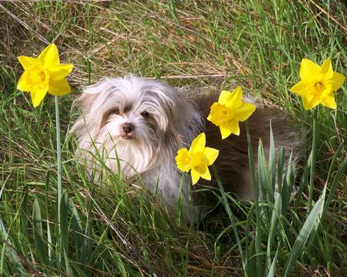 seba-daffodils seba-daffodils