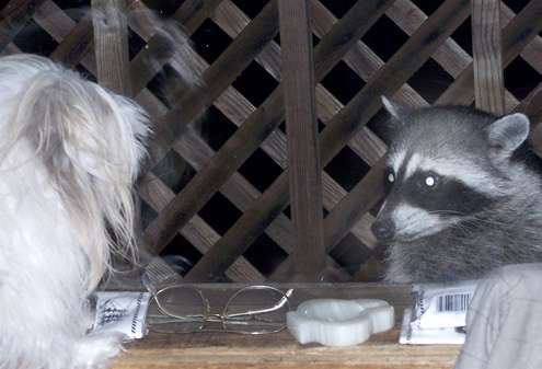 seba-raccoon seba-raccoon