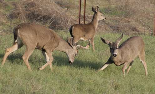 buck-charge buck-charge