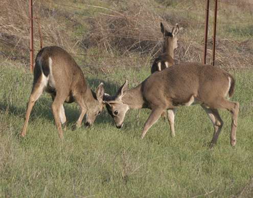 bucks-shove bucks-shove