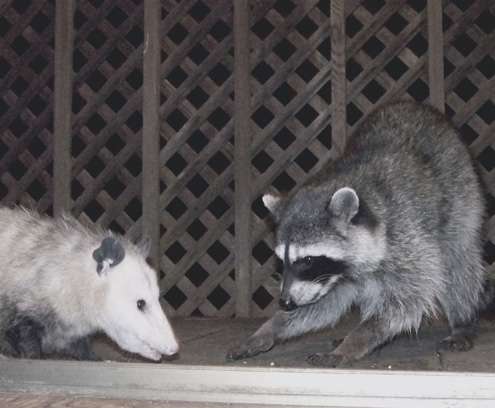 dainty-raccoon dainty-raccoon