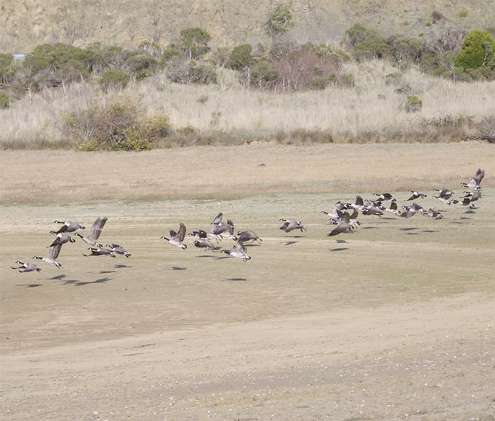 geese-take-flight geese-take-flight