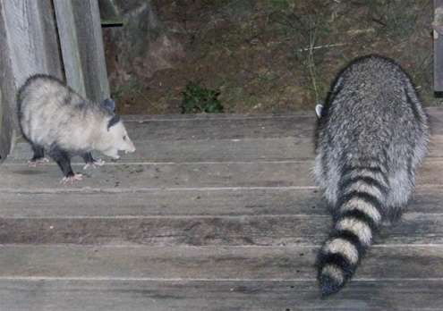 possum-snarl possum-snarl