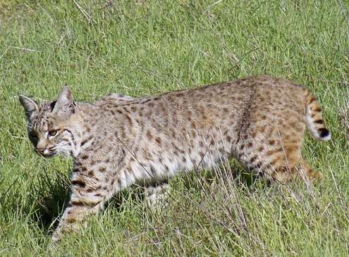 bobcat