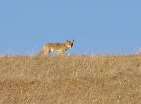 coyote