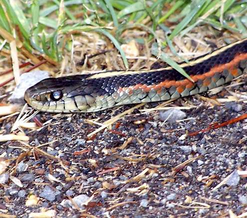 gartersnake