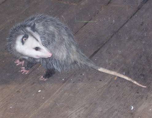 possum