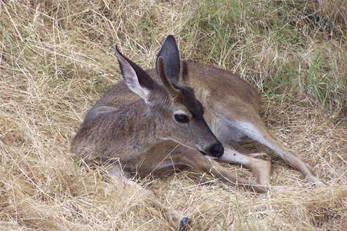 young-buck-July-1,-2004_110