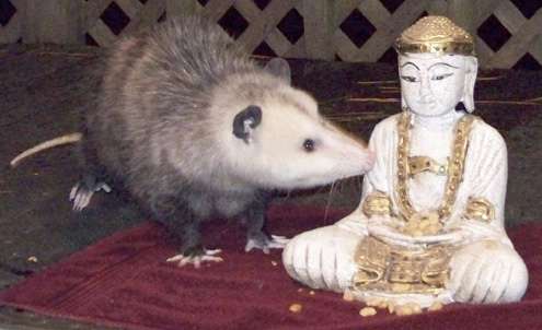 possumBuddha