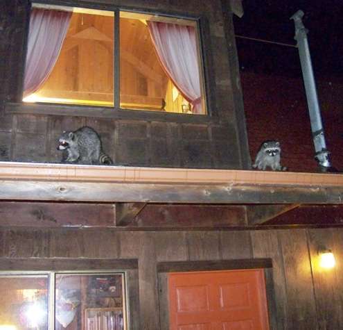 raccoonsOnEaves