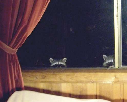 raccoonsUpstairs
