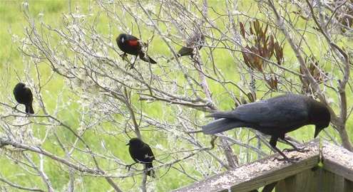 crow-and-four-blackbirds