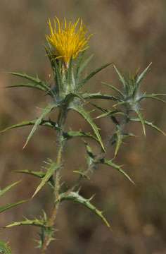 distaff thistle