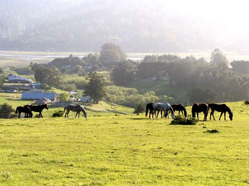 horses-on-hill